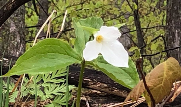 spring activities in walloon lake trillium flower