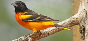 Read more about the article Birding Around the Walloon Lake Area