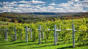 Read more about the article Celebrate Michigan Wine Month Near Walloon Lake